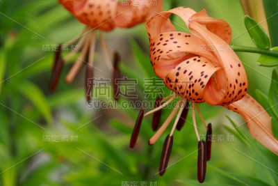 春天的花