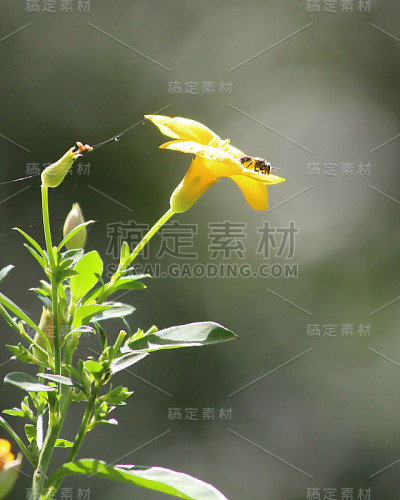 美丽的黄色的花