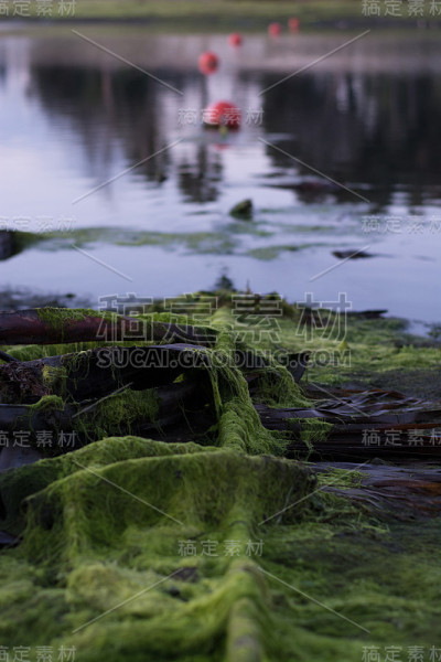海湾退潮了
