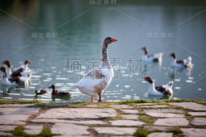 湖上有鹅和鸭子