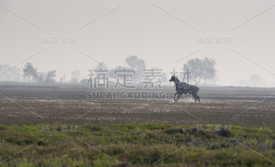 Nilgai