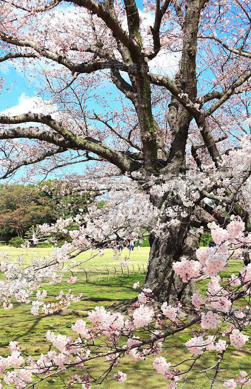 日本冈山小石川园的樱花