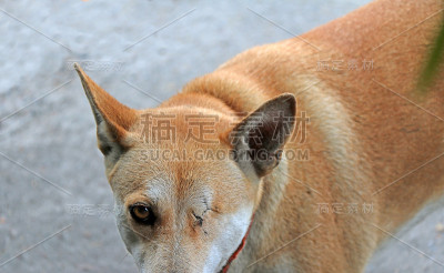 橘黄色的狗，一只没有眼睛，缝得很近。站在水泥地上。