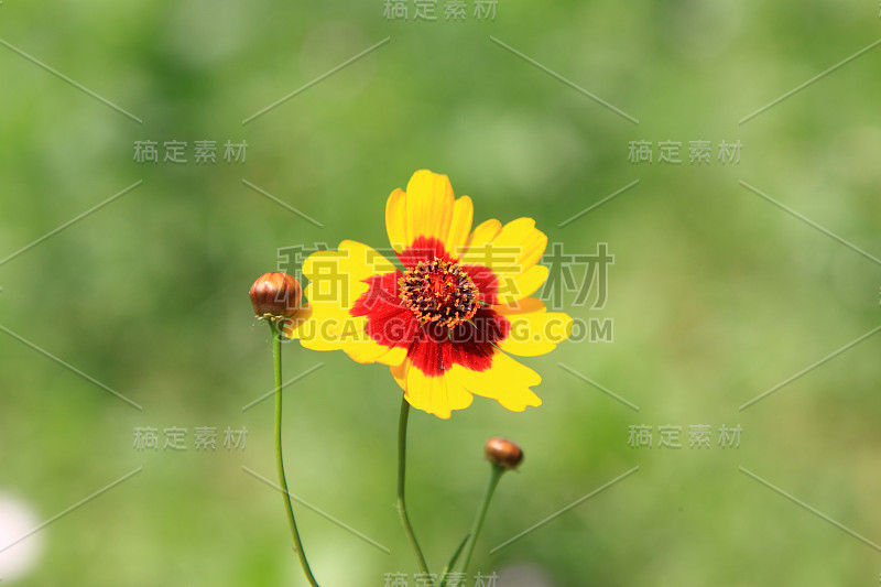 黄色的花