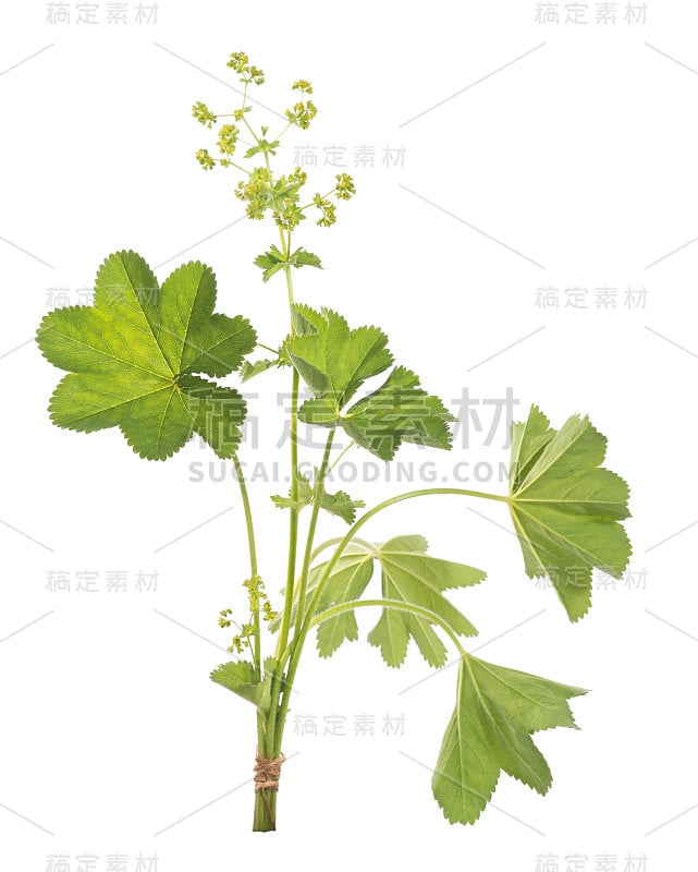 夫人的斗篷叶孤立在白色的背景。花草茶。(Alchemilla mollis)