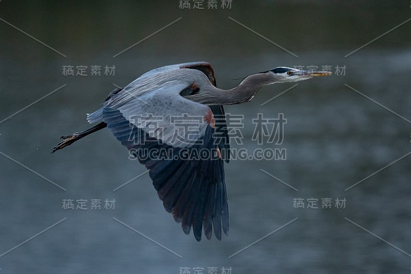 大蓝鹭在北加州的野外飞行