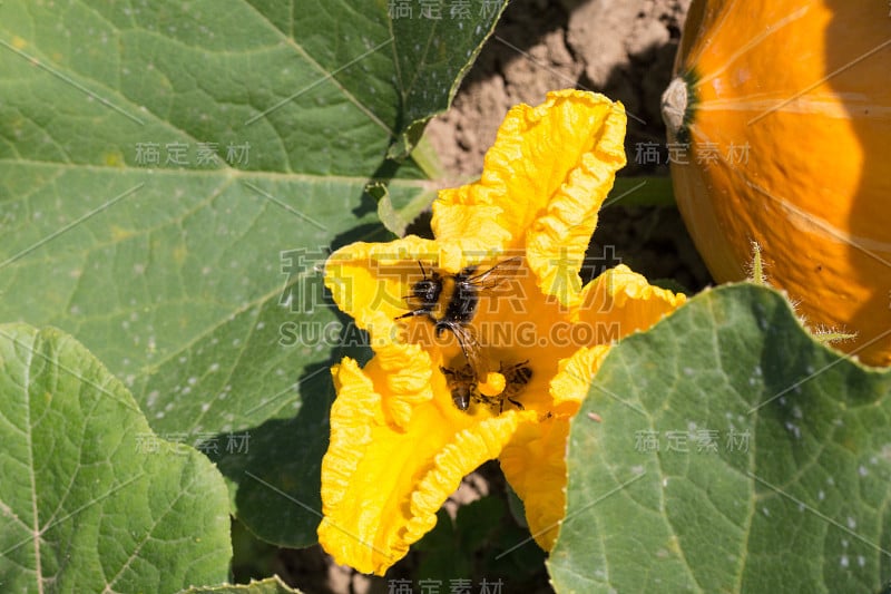 在斯图加特附近的夏季七月，德国南部农舍花园的蔬菜