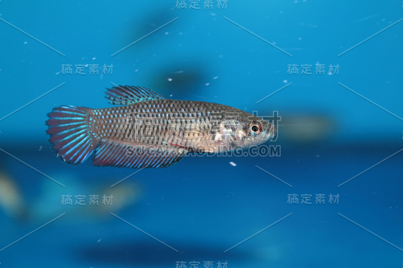 暹罗斗鱼(斗鱼)的雌性水族鱼