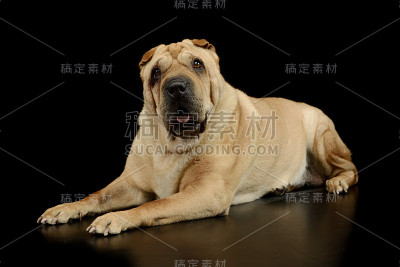 这张照片是一只可爱的沙皮犬