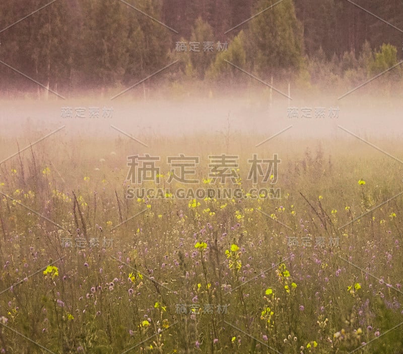 花的背景。在夏天的晨雾中，林中空地上开着许多紫色和黄色的花。自然景观。