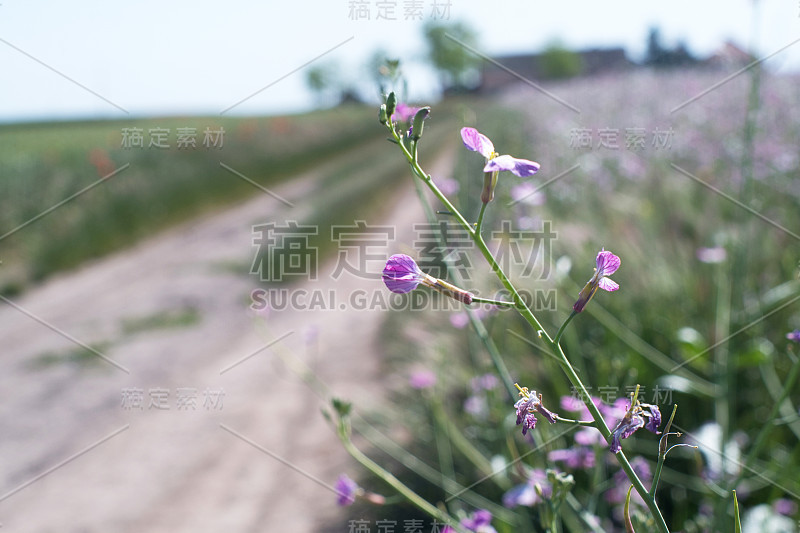 盛开的田野春天的鲜花，罂粟和苜蓿，和古老的传统农舍在塞尔维亚农村-萨拉什