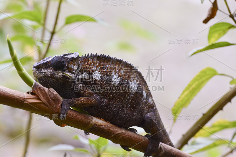 黑豹变色龙(Furcifer pardalis) -罕见，马达加斯加特有