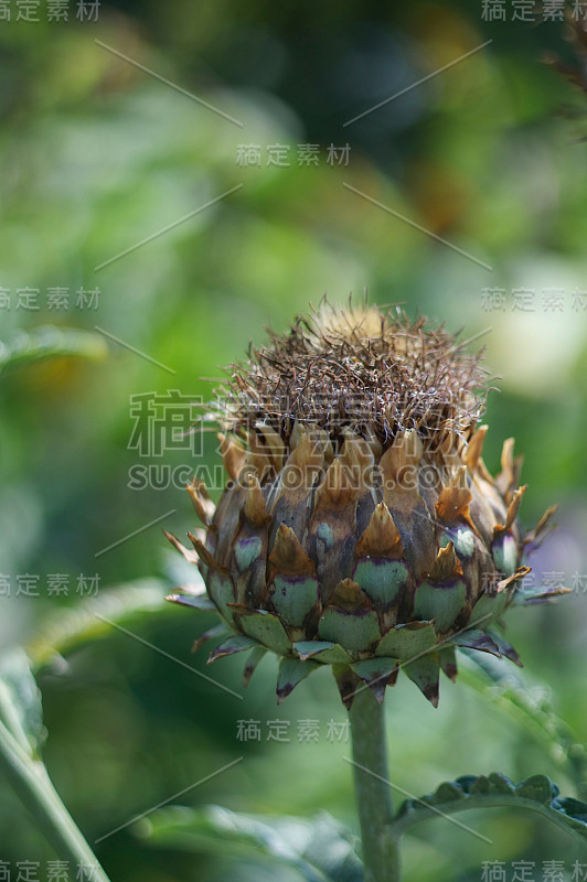 蓟可怕的花