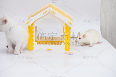 白色背景下黄色房子里的小白猫