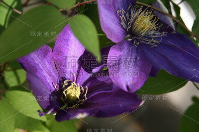 紫铁线莲开花藤