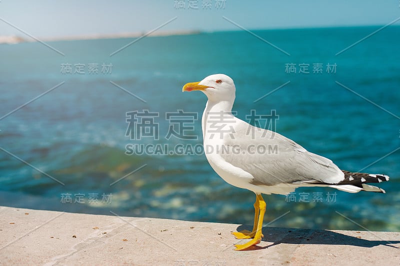 海鸥在海岸上奔跑近距离观看白色的鸟海鸥在海滩上散步，以自然的蓝色水为背景。一只盯着摄像机的海鸥。