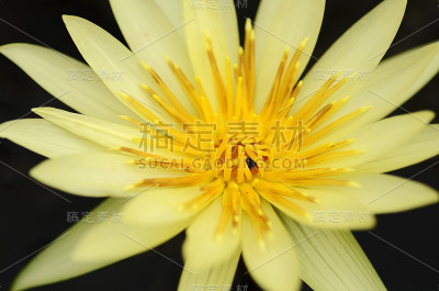 睡莲