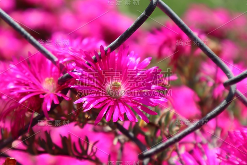 4/27/2018 Beautiful Pink Flowers