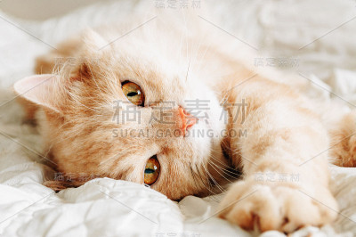 猫要睡觉了，猫