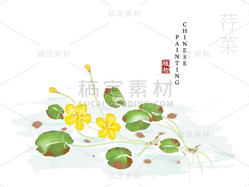 中国水墨画艺术插图自然植物《诗经》水仙花。植物和peltatum水草