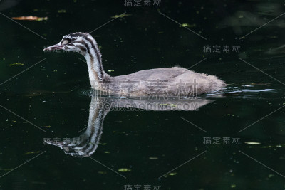 大冠毛鸊鷉- Podiceps cristatus
