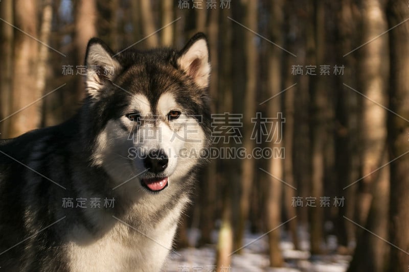 一只类似狼的阿拉斯加雪橇犬在森林中行走