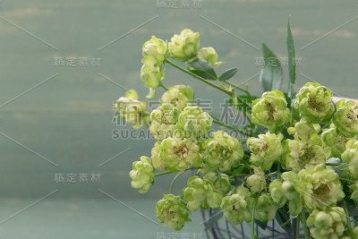 绿色的小玫瑰