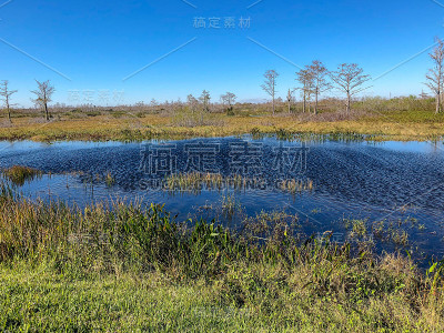 多风的冬季沼泽景观