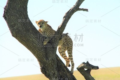 猎豹
