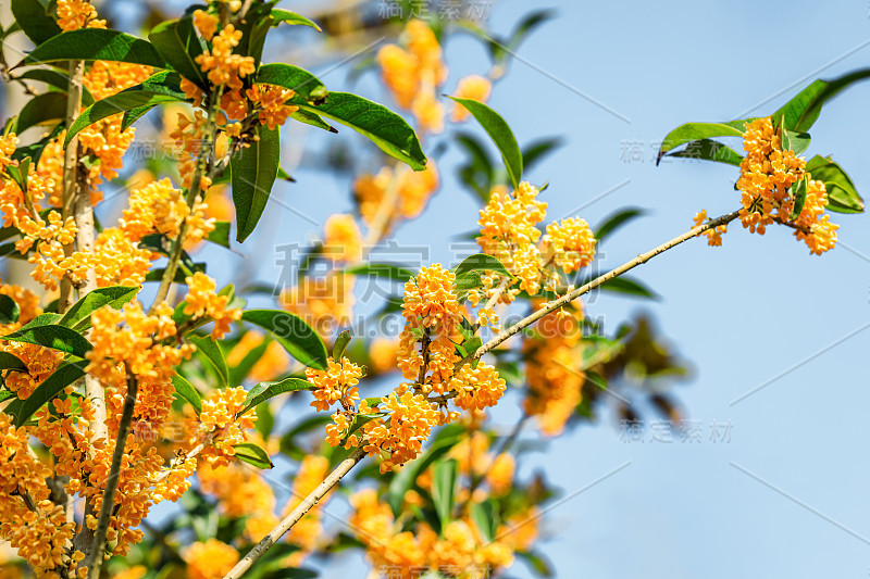 花园里有桂花