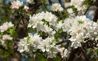 苹果树开花