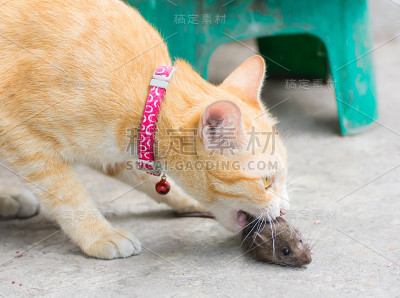 橙色的猫和老鼠