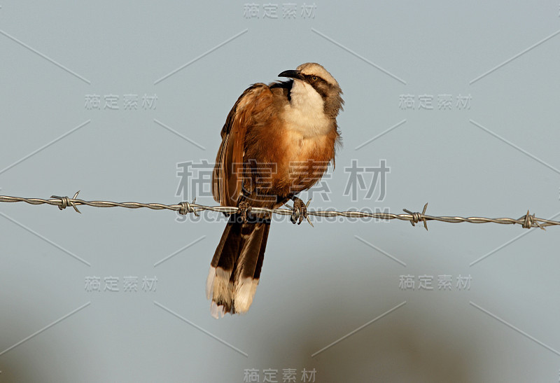 Grey-crowned胡说之人