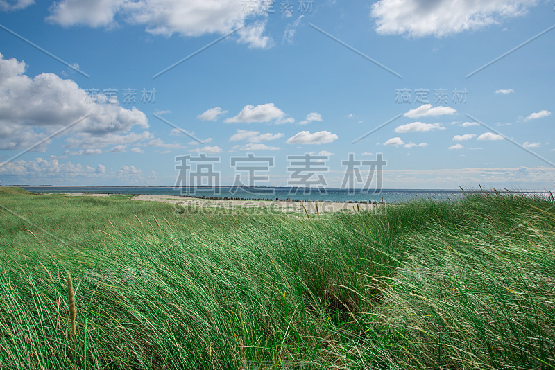 德国北海海岸的海滩和沙丘上覆盖着马兰草