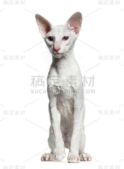 东方短毛猫，坐着，白色上孤立(6个月大)