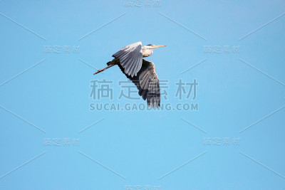 成年苍鹭在飞行