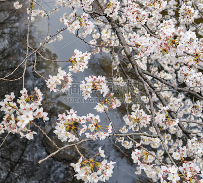 日本东京运河上盛开的樱花枝