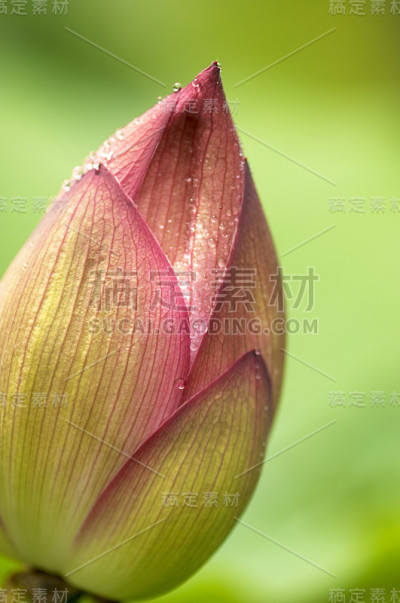 莲花