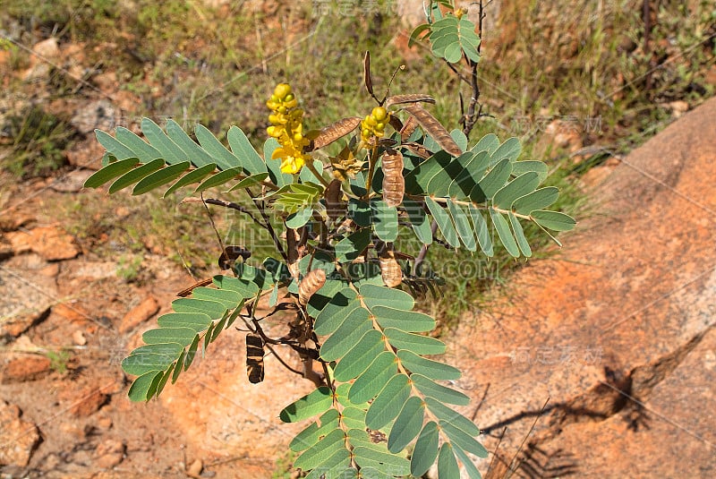 澳大利亚、植物学、野花