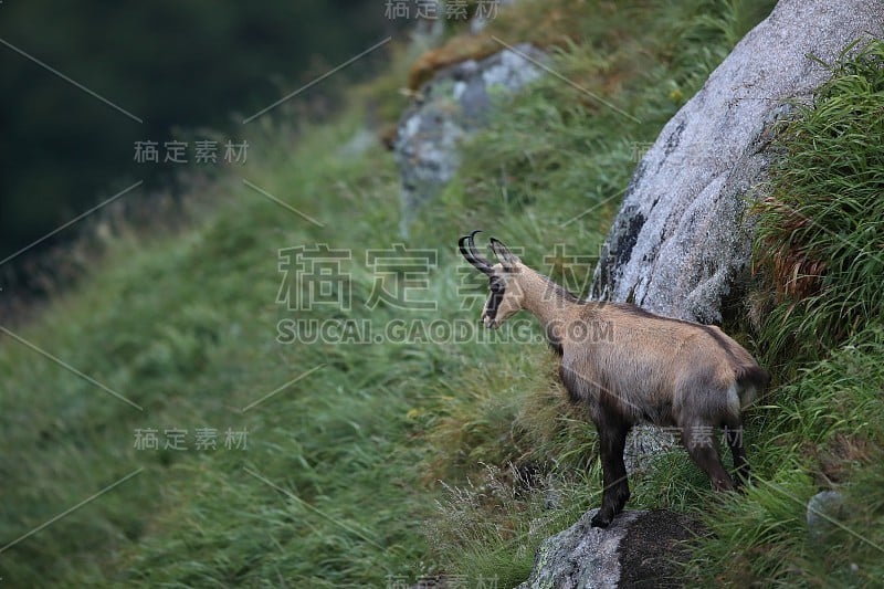 查莫瓦（鲁皮卡普拉鲁皮卡普拉）沃斯盖斯山，法国格姆森沃格森