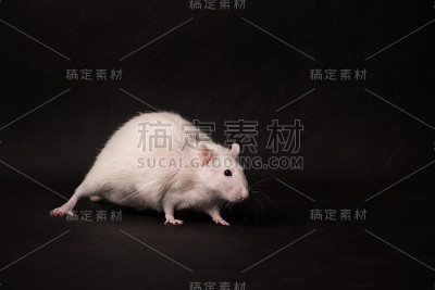 在黑暗背景下隔离的小白鼠