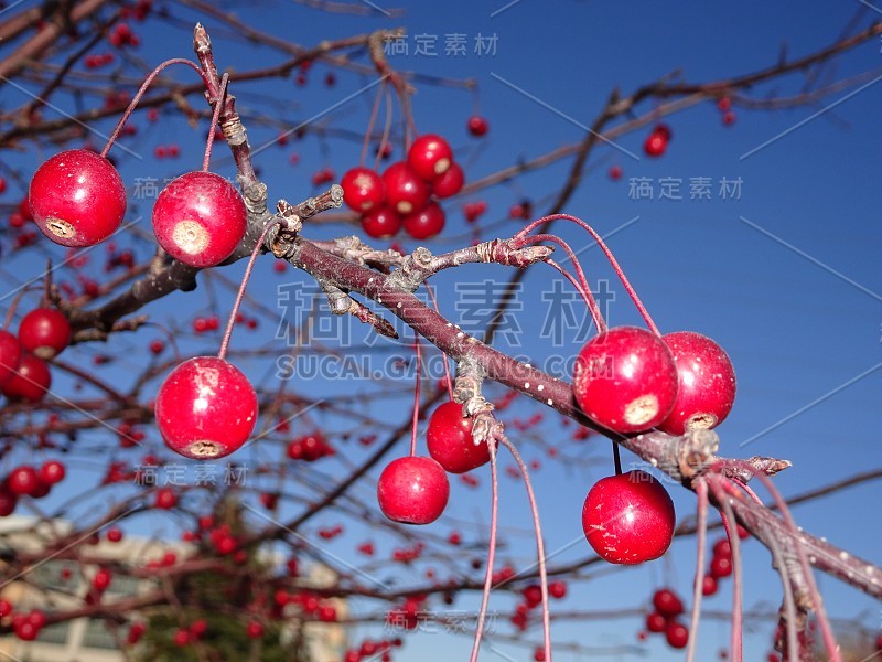 红色的浆果和湛蓝的天空