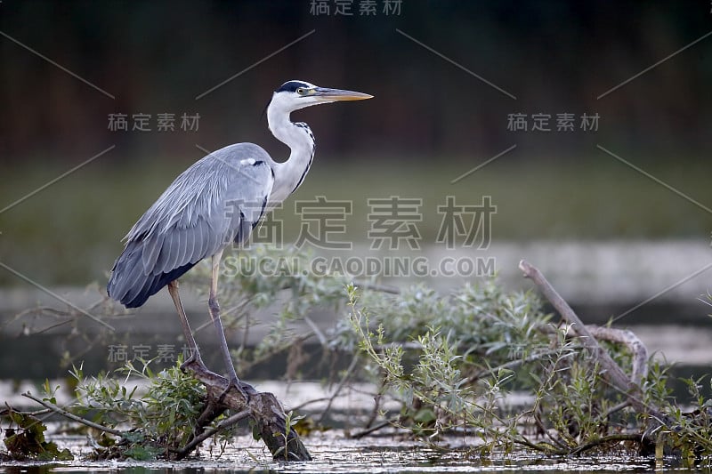 苍鹭，Ardea cinerea