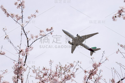 樱花与飞机