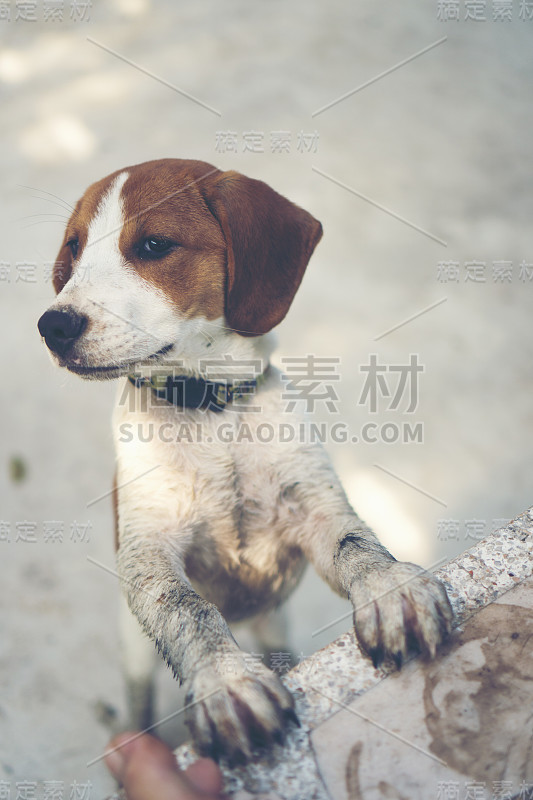 3个月纯种比格犬在灰色屏幕上