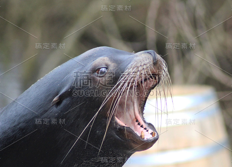 加州海狮(Zalophus californianus)