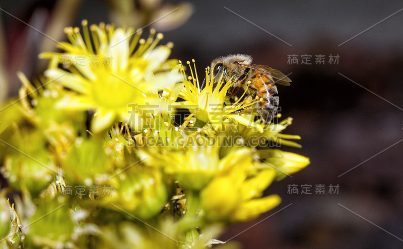 大黄蜂在黄色龙舌兰上采集花粉