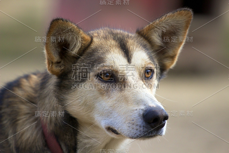 阿拉斯加哈士奇的头，耳朵竖起，侧视