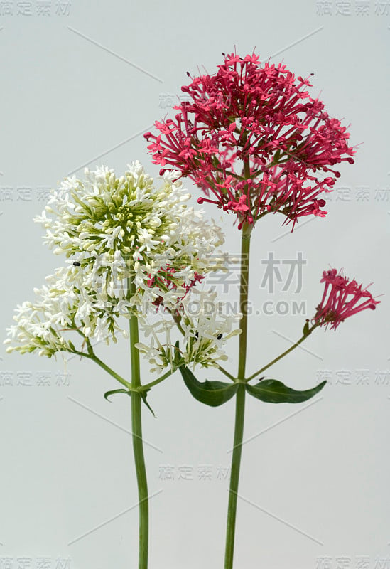 Centranthus;红色的;缬草