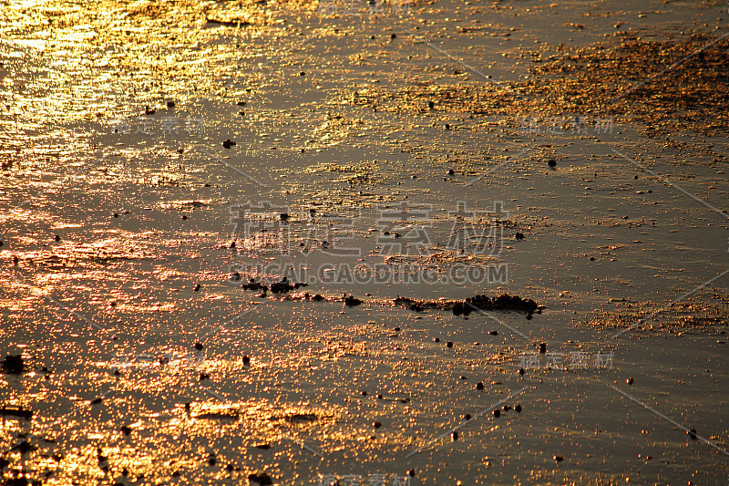 瓦登海在夕阳的辉光中闪耀着金光